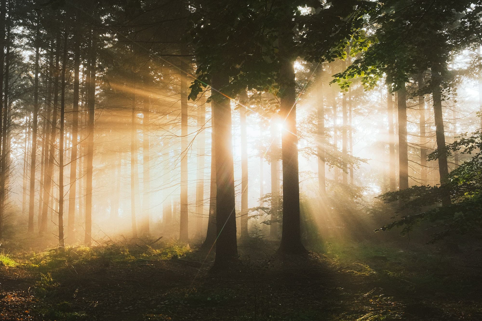 Sunlight illuminating trees and new growth on the forest floor